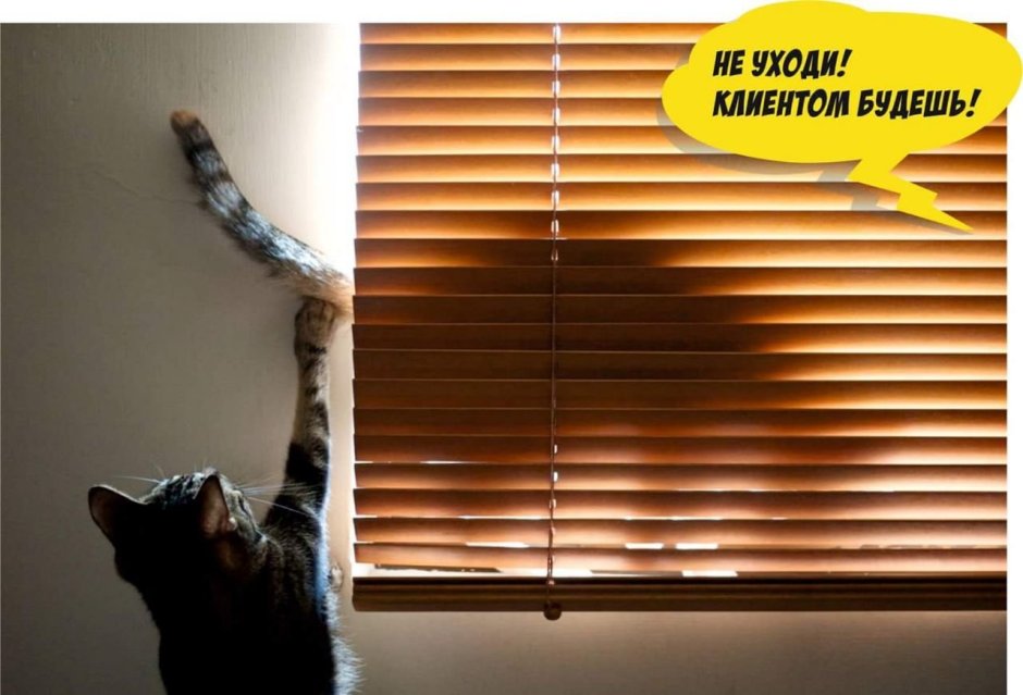 Кот и рулонные шторы