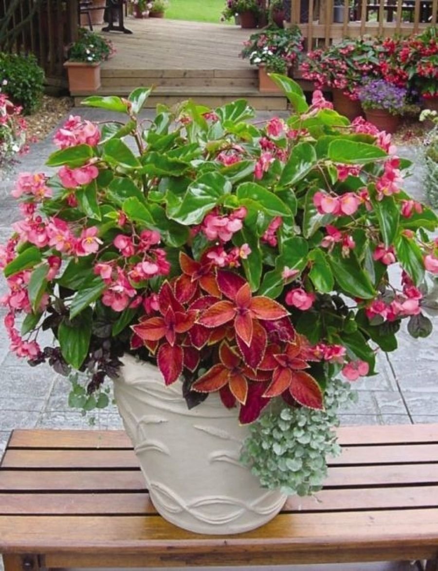 Бальзамин садовый ампельный