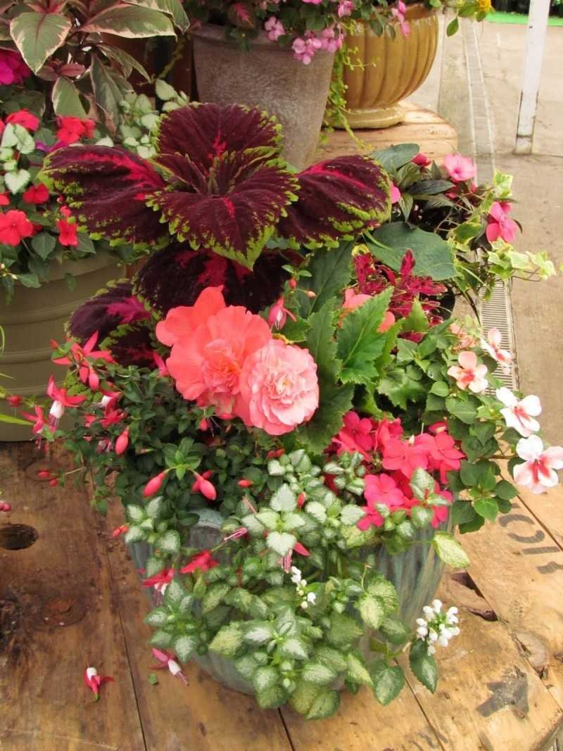 Бегония клубневая на клумбе