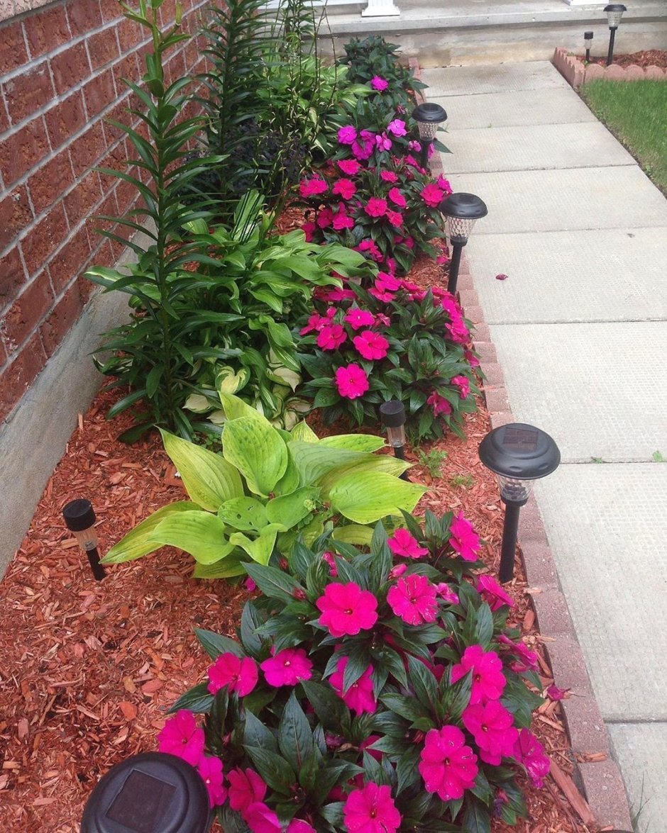 Мульчирование петунии