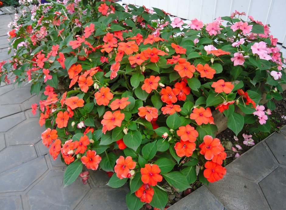 Барвинок в ландшафте