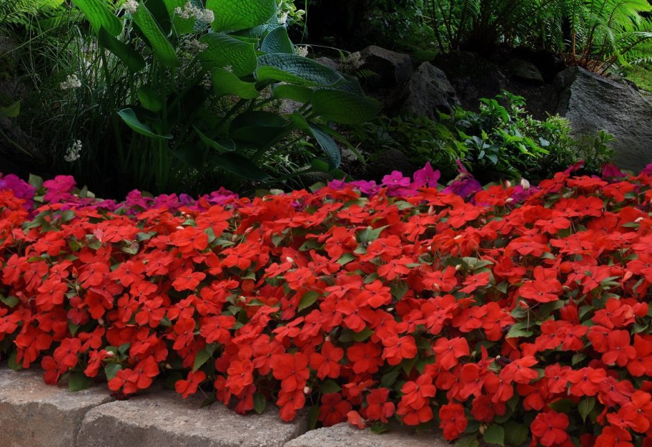 Бальзамин садовый бордюрный