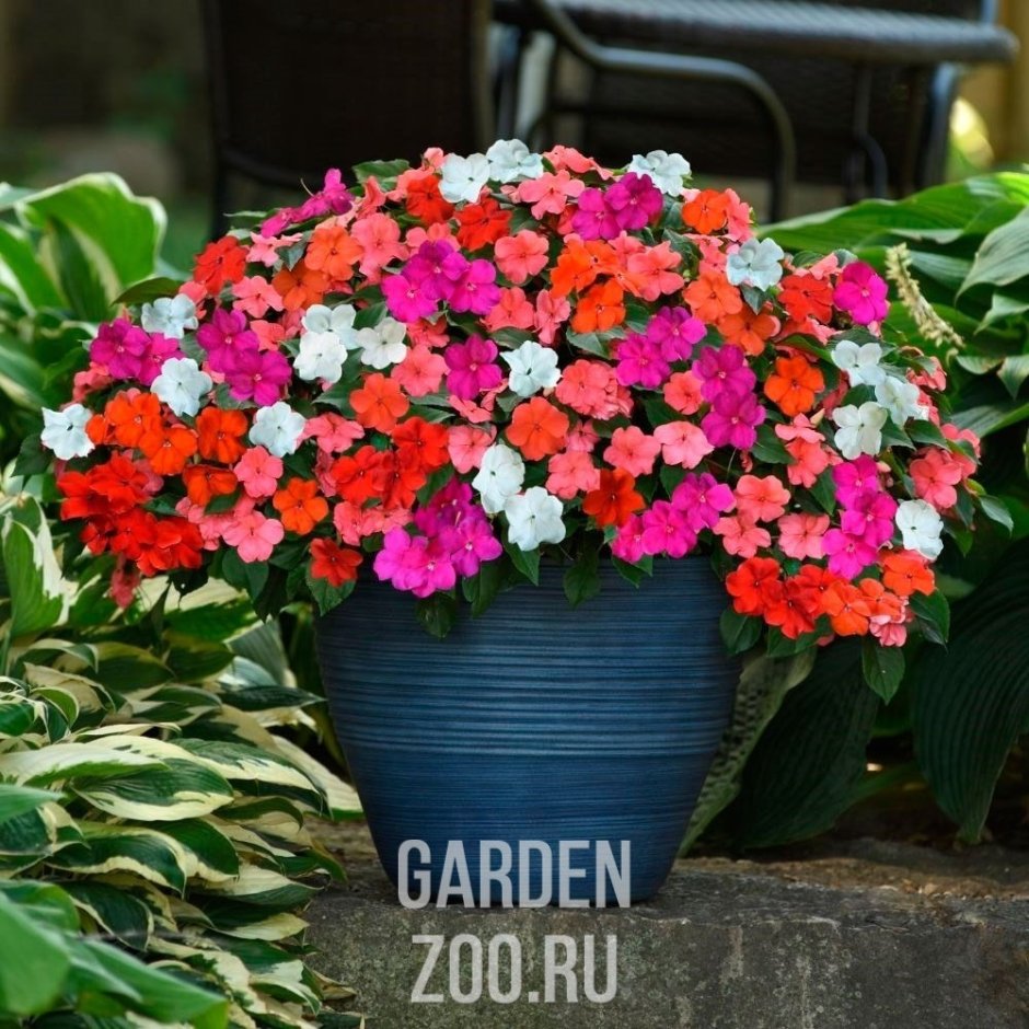 Бальзамин рабатка