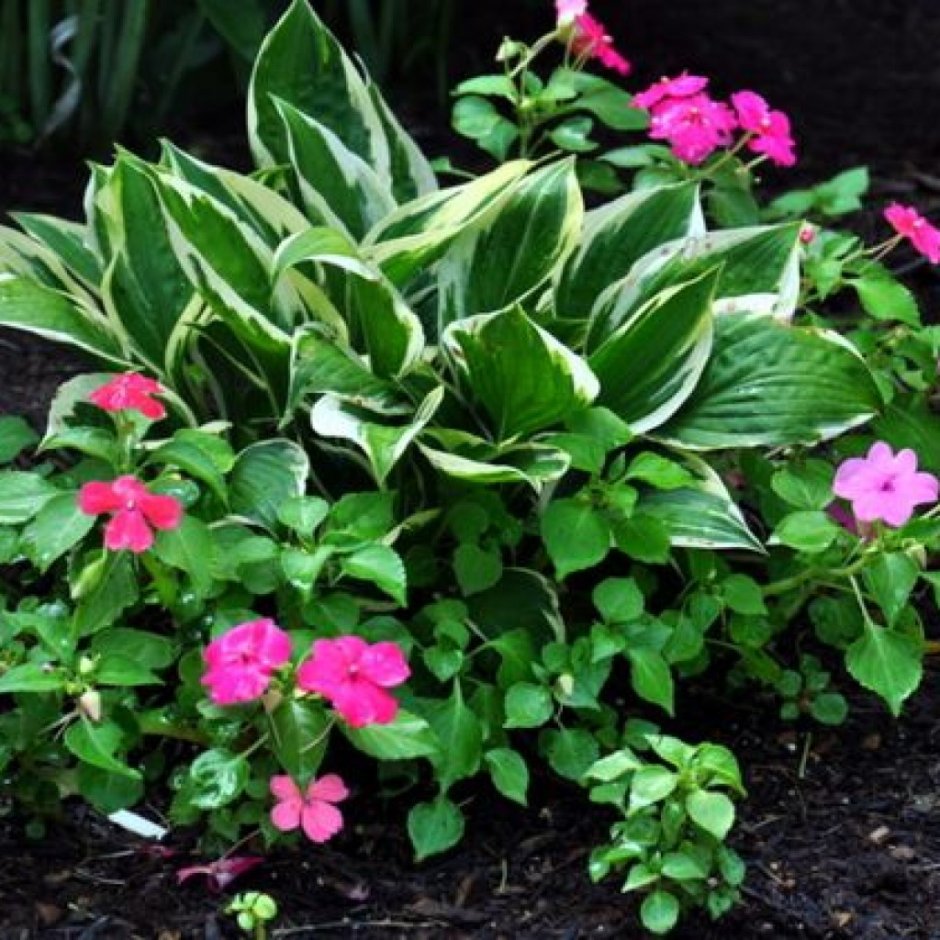 Многолетники бордюрные бальзамин