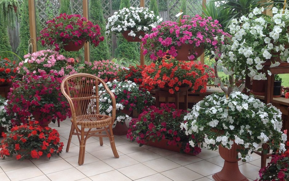 Бальзамин садовый Уоллера