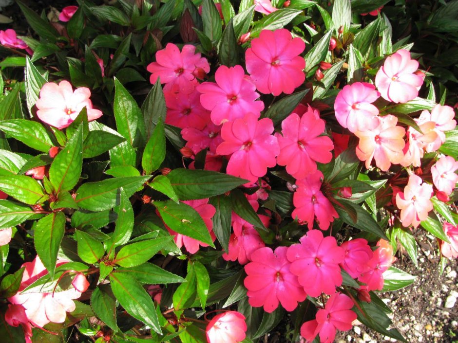 Колеусы и бальзамины