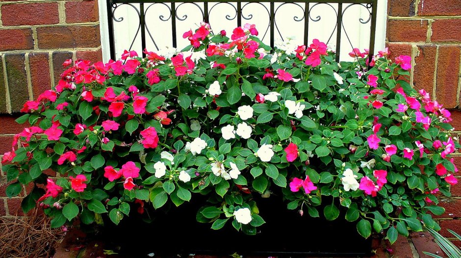 Катарантус рассада