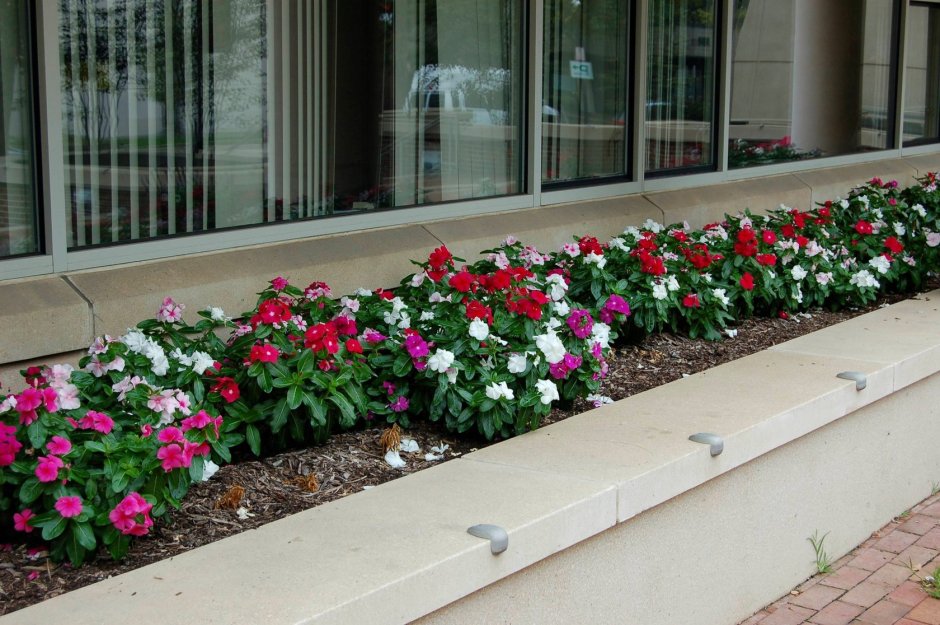 Клумба Флоксы астильба хризантемы