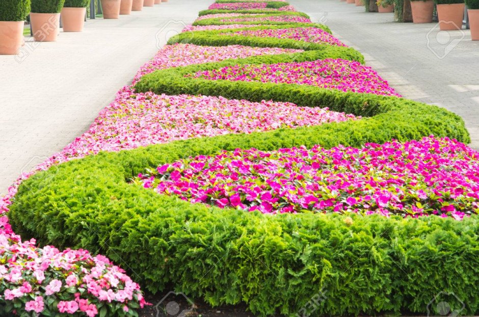 Круглая клумба бальзамин фото