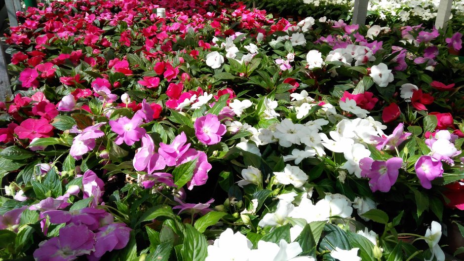 Гацания катарантус