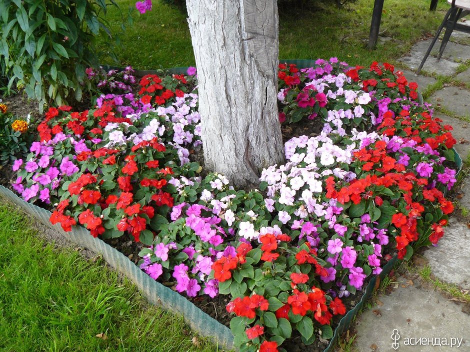 Барвинок на клумбе