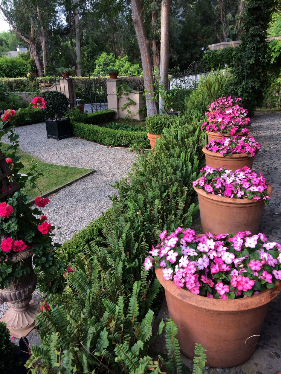 Бальзамин на клумбе