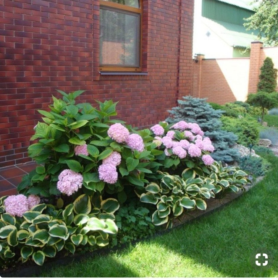 Петуния каскадная на клумбе