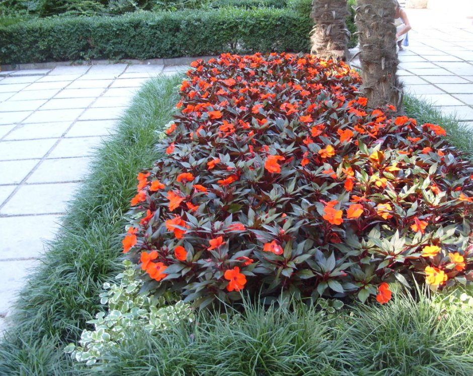 Бальзамин ампельный