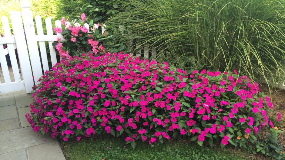 Бальзамин микс