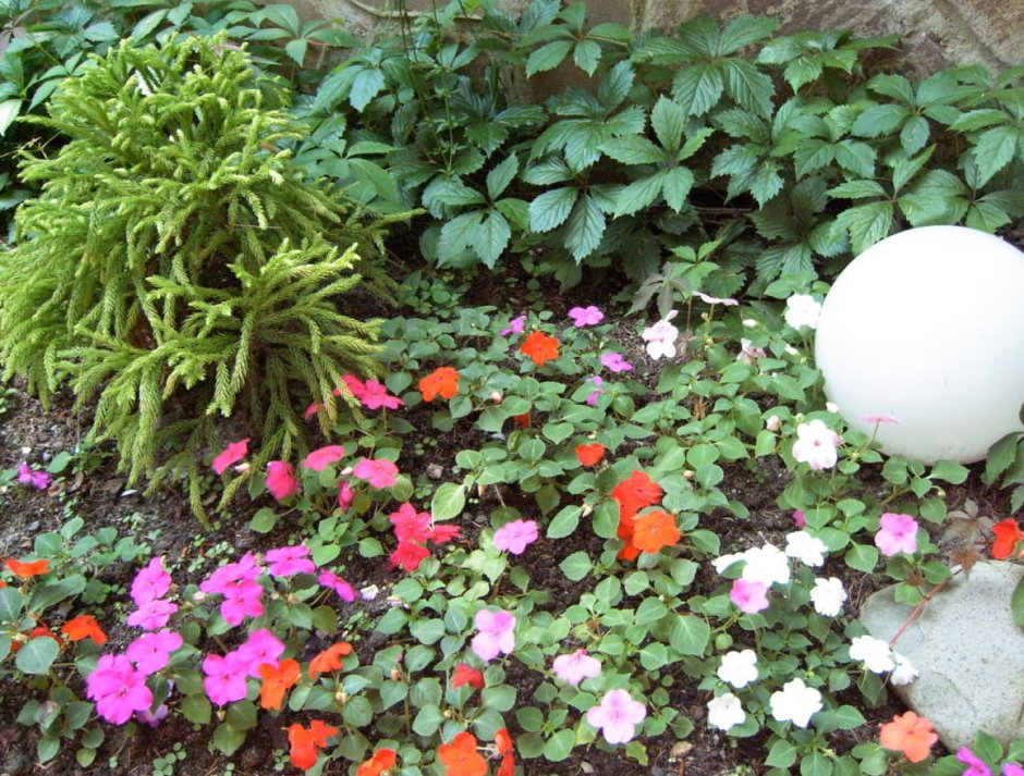 Герань и бальзамин