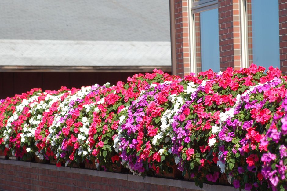 Клумба в красных тонах