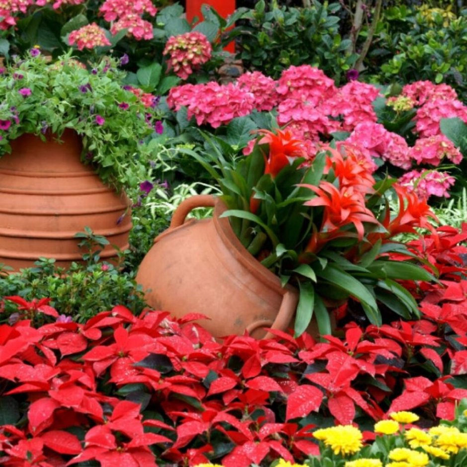 Бальзамин Санпатиенс