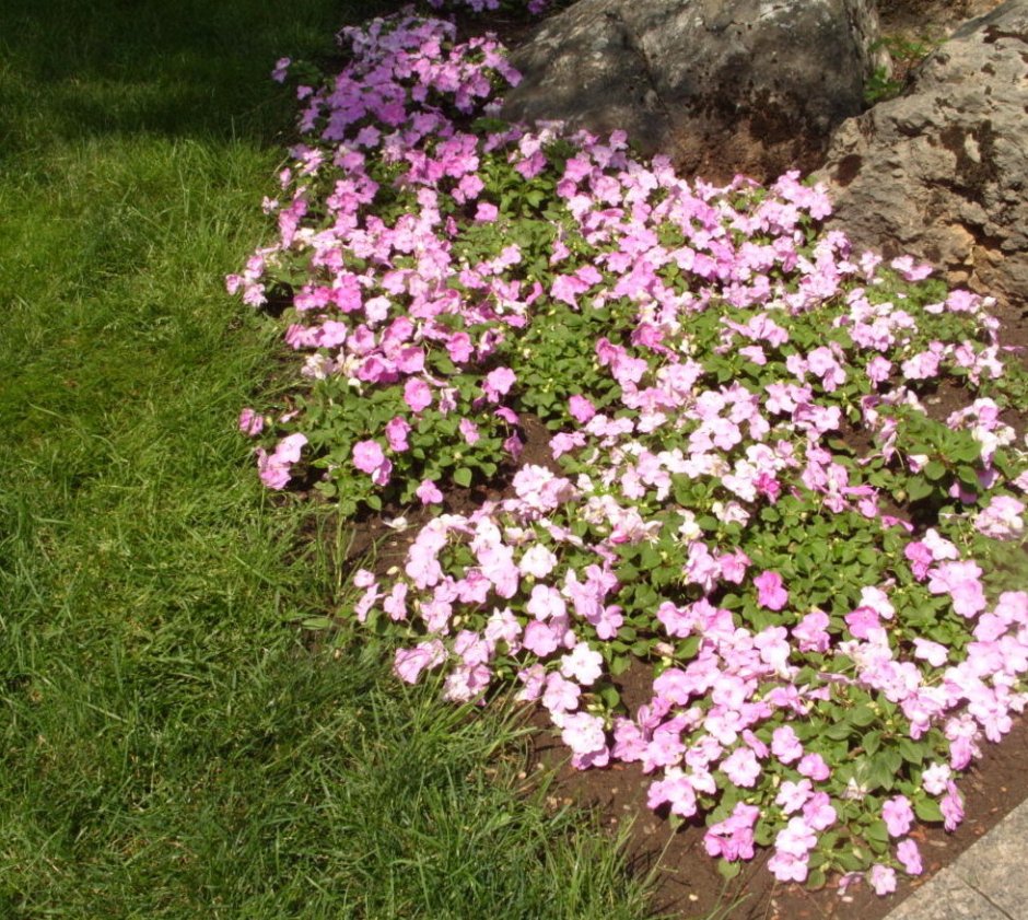 Можно держать бальзамин на улице?