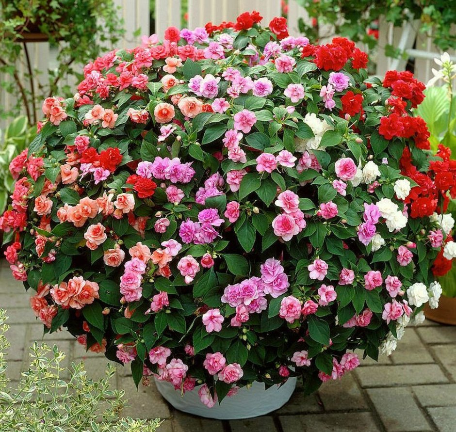 Бальзамин Уоллера ф1