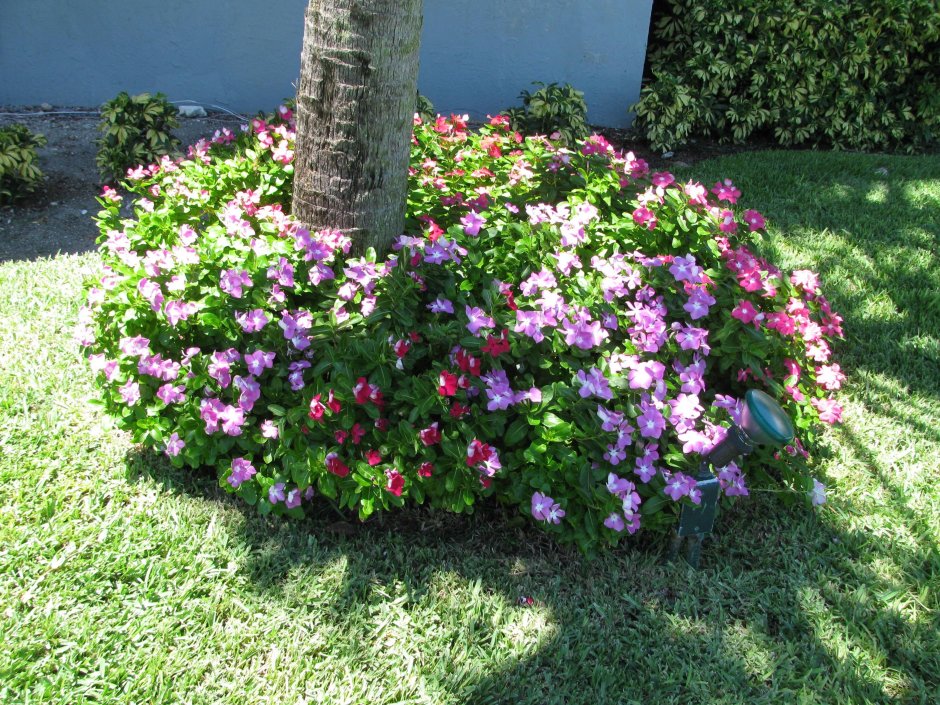 Бальзамин на клумбе