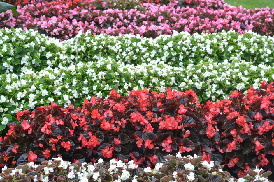 Вербена дихондра калибрахоа