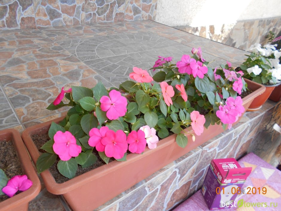 Бегония вечноцветущая цветник