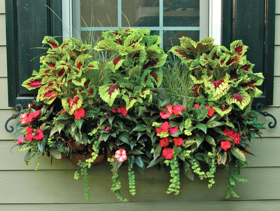 Фуксия Bella Fuchsia Susanna