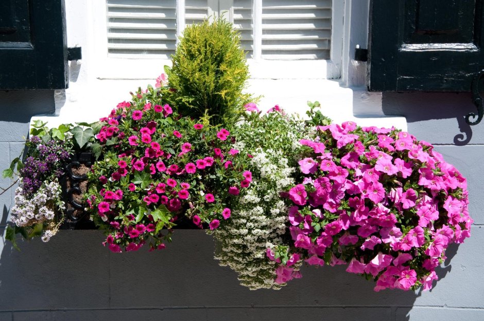 Бальзамин на клумбе