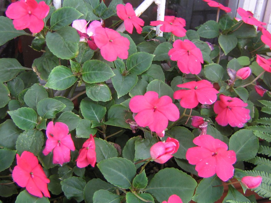 Бальзамин садовый многолетний