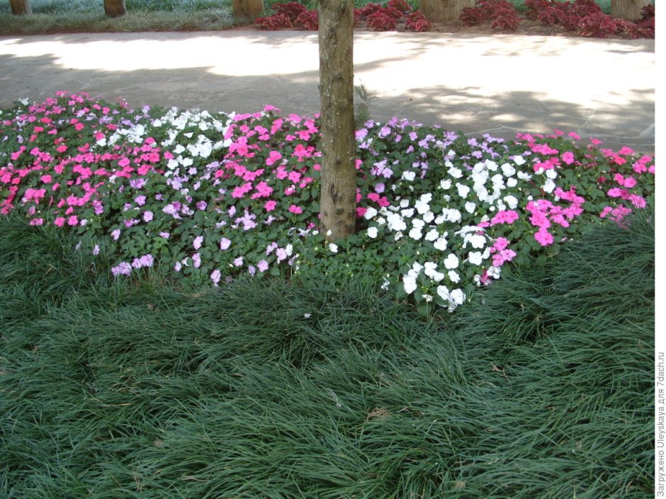 Катарантус и Вербена