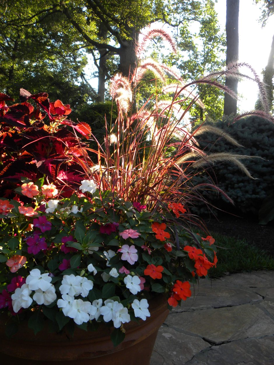 Бальзамин на клумбе