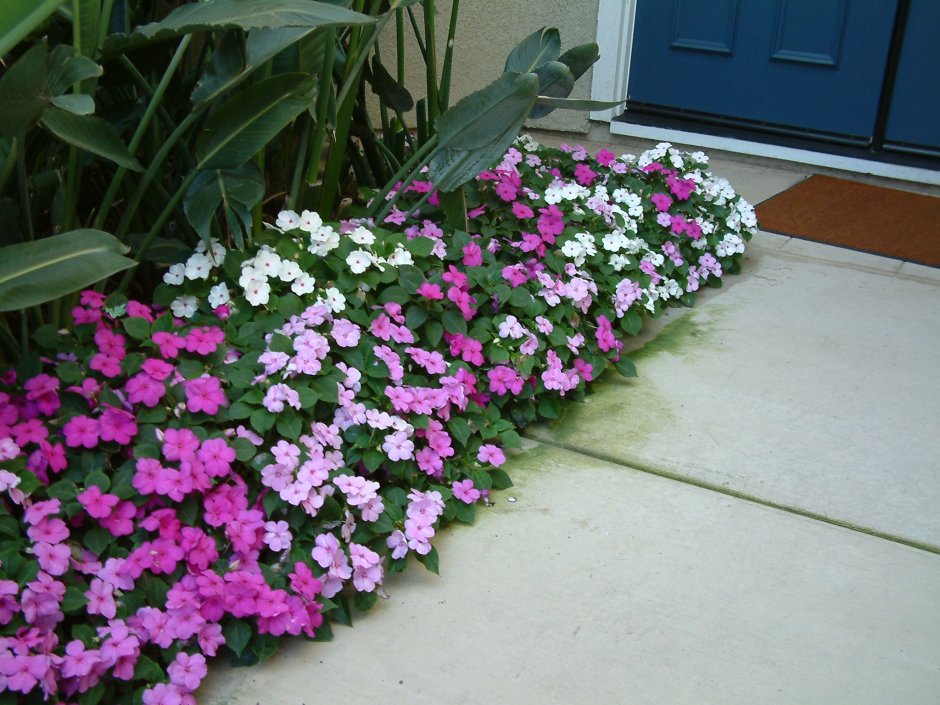 Девушка с бальзамином