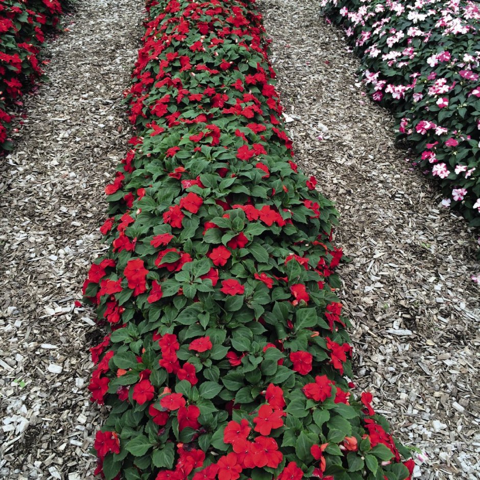 Бальзамин садовый как сохранить зимой на даче