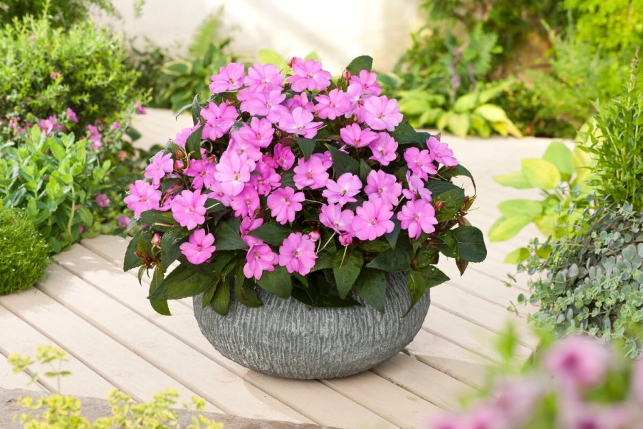 Бальзамин садовый Уоллера