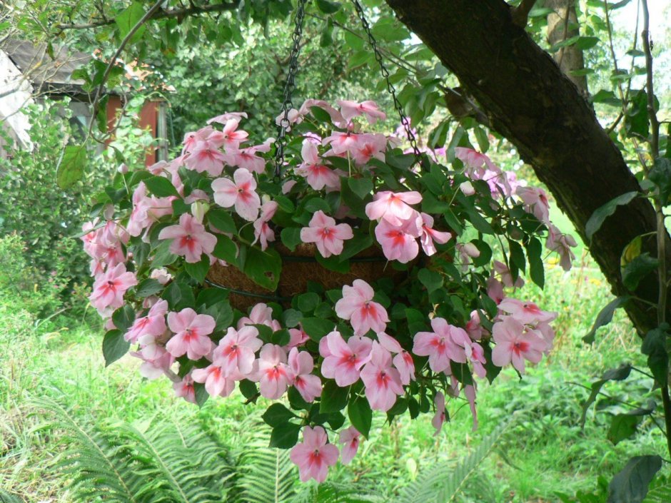 Бальзамин садовый многолетний кустовой