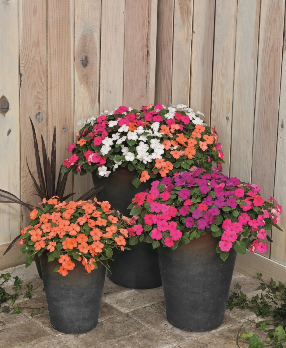 Бальзамин в ландшафте