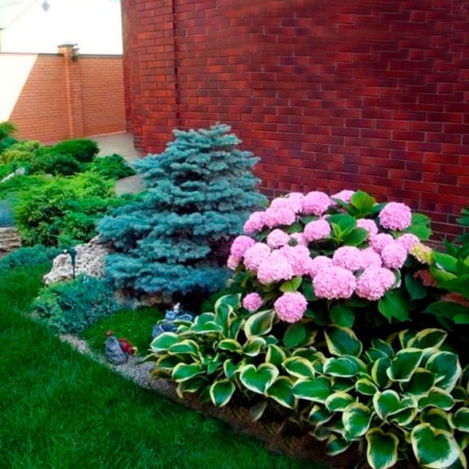 Рабатка Тунберга однолетник