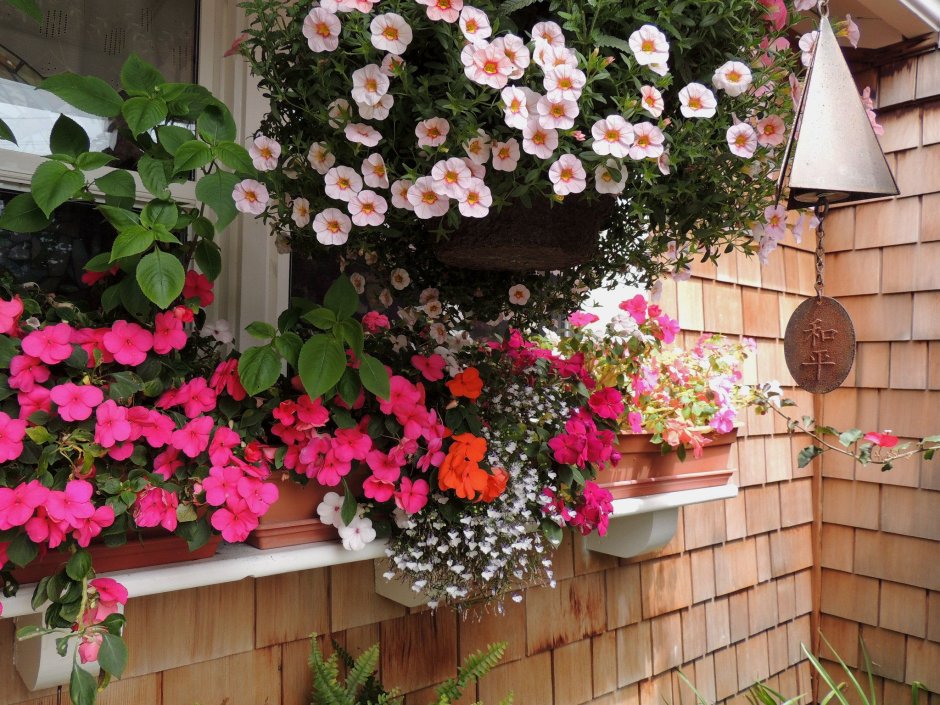 Гортензия крупнолистная в миксбордере