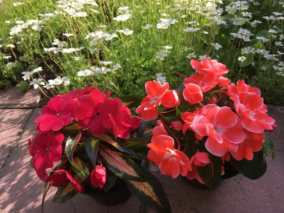 Санпатиенс описание сорта