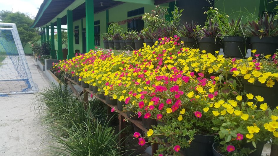 Бегония клубневая на клумбе