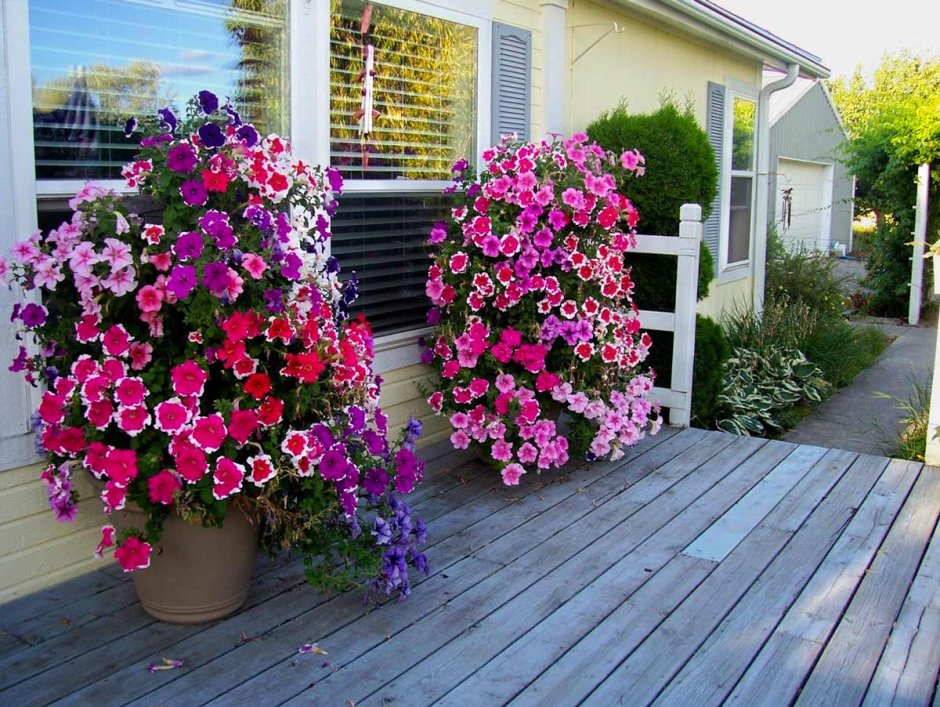 Бальзамин Уоллера в саду