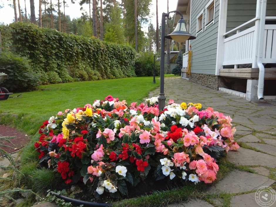 Бегония вечноцветущая в кашпо