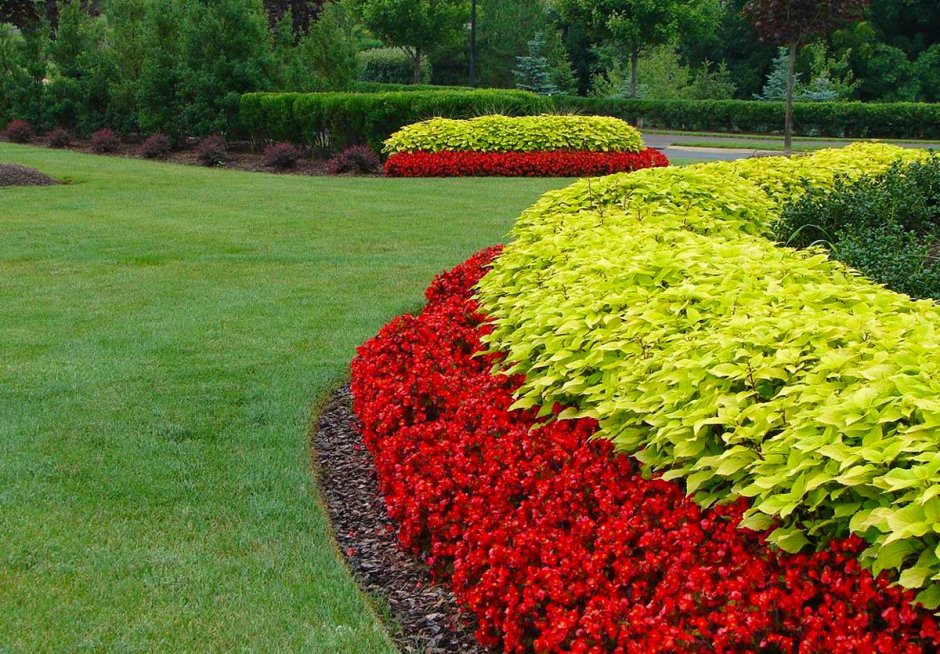 Кохия и колеус