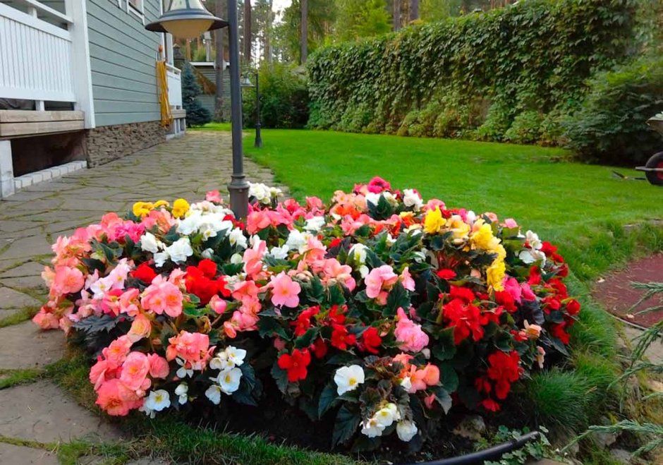 Бегония клубневая на клумбе