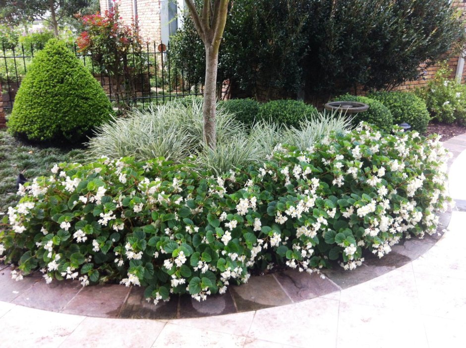 Бегония белая цветник