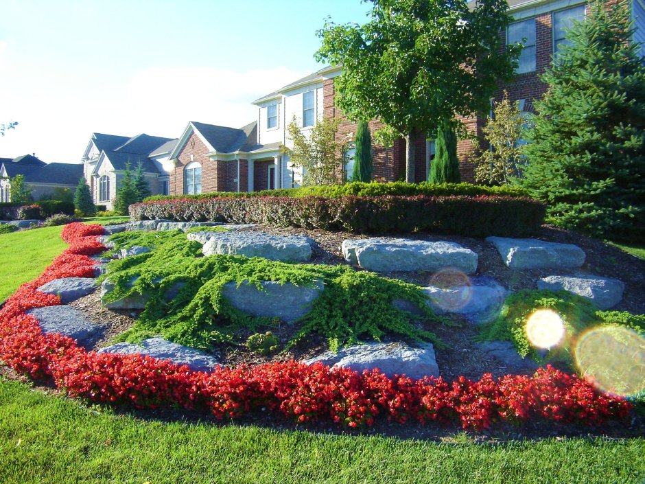 Бегония в ландшафтном