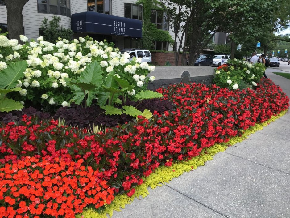 Бегония вечноцветущая красная клумба