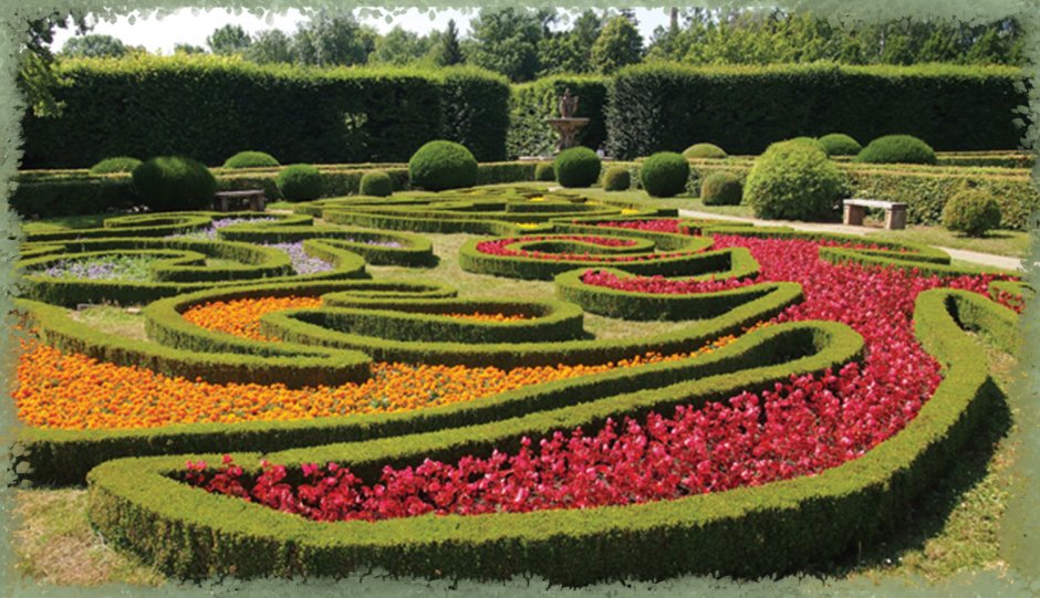 Бегония в ландшафтном