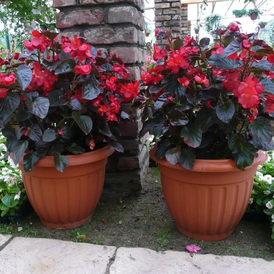 Бегония грандифлора